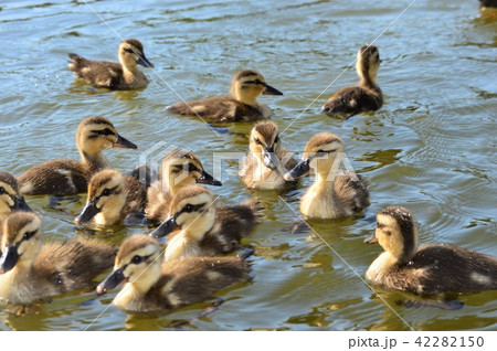 カルガモのヒナドリ　池の中で 42282150