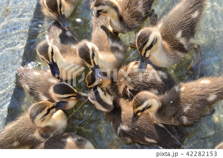カルガモのヒナドリ　池の中で 42282153