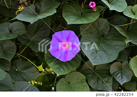 アサガオの緑のカーテン アサガオの緑のカーテン 42282254