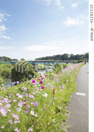 埼玉県富士見市 新河岸川 コスモス街道 埼玉県富士見市 新河岸川 コスモス街道 42282310