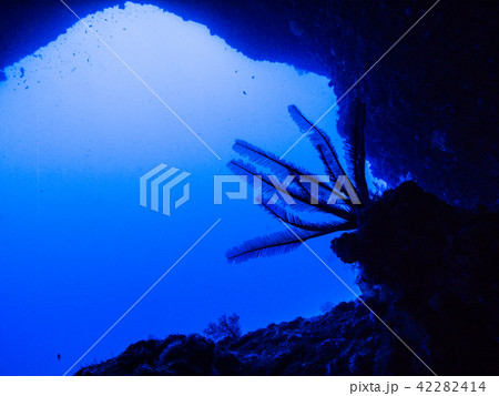 海底洞窟から見た外洋とウミシダのシルエット。沖縄・伊江島 42282414