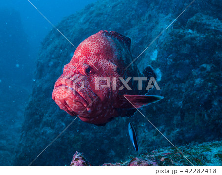 クリーニングを待つアザハタ,Cephalopholis sonnerati, 和歌山。串本 クリーニングを待つアザハタ,Cephalopholis sonnerati, 和歌山。串本 42282418