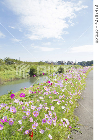 埼玉県富士見市　新河岸川　コスモス街道 42282423