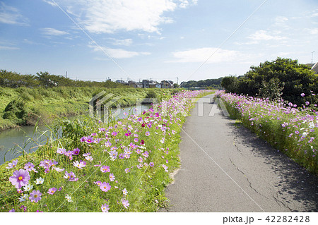 埼玉県富士見市 新河岸川 コスモス街道 埼玉県富士見市 新河岸川 コスモス街道 42282428