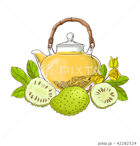 soursop tea illustration 42282524