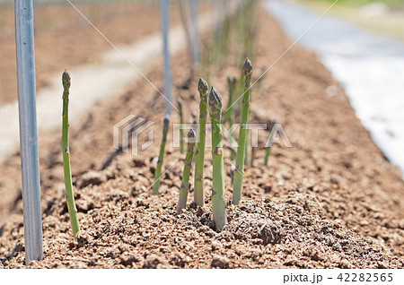 畑のアスパラ 42282565