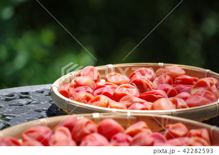梅干　土用干し　風物詩　手作りの梅干 42282593