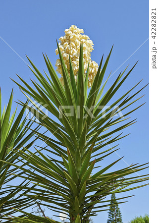 Branchs of giant yucca and his flower Branchs of giant yucca and his flower 42282821