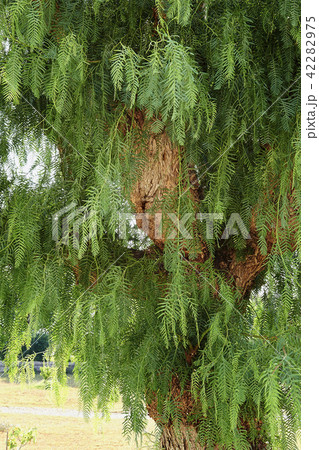 Wood trunk from a south tropical tree 42282975