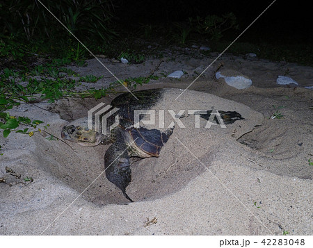 ウミガメの産卵 42283048