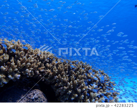沖縄 阿嘉島の海 沖縄 阿嘉島の海 42283225