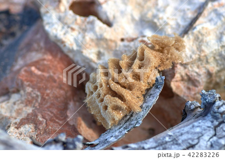 a sea sponge is thrown ashore against a background a sea sponge is thrown ashore against a background 42283226