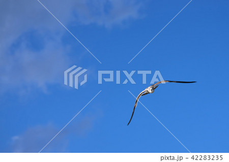 Large sea bird Albatross flies over the sea 42283235