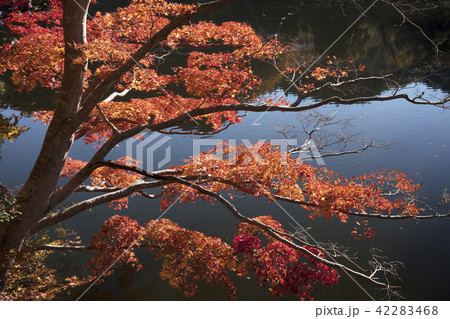 鎌北湖の紅葉の写真素材