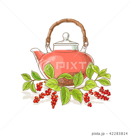 schisandra tea illustration 42283814