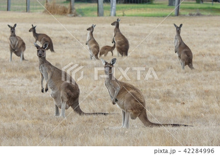 Western Grey Kangaroo, Macropus fuliginosus 42284996
