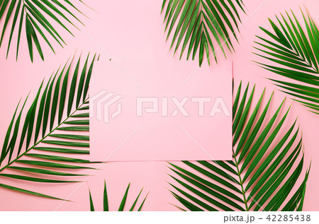 Tropical palm leaves on pastel pink background Tropical palm leaves on pastel pink background 42285438