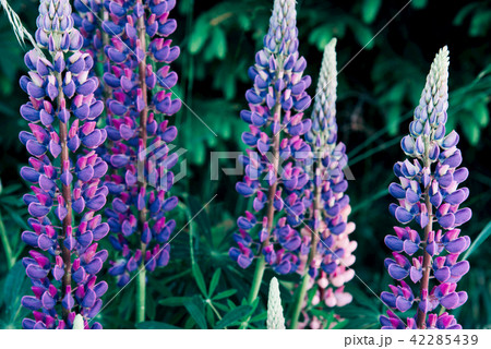 Colourful field of delphiniums growing in the countryside. 42285439