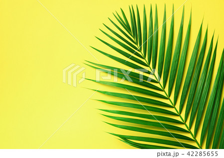 Tropical palm leaves on pastel yellow background 42285655
