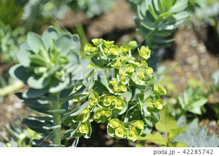 ユーフォルビア・ミルシニテス 42285742