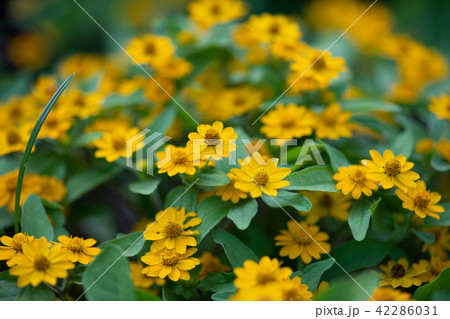 黄色いメランポジウムの花 黄色いメランポジウムの花 42286031