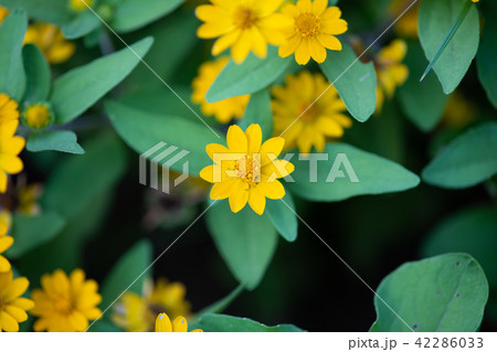 黄色いメランポジウムの花 42286033