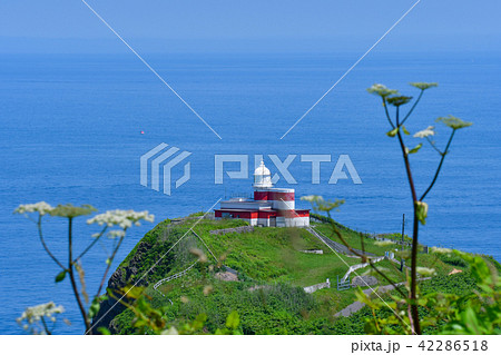 日和田山灯台とエゾシシウド 42286518