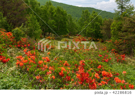 初夏の四阿山登山 初夏の四阿山登山 42286816