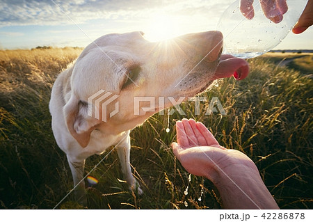 Thirsty dog at sunset Thirsty dog at sunset 42286878