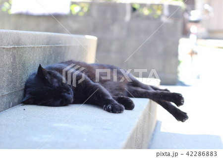 猫 お昼寝 猫 お昼寝 42286883