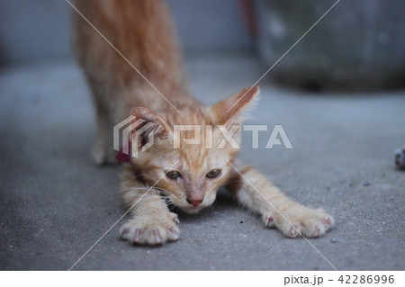 猫 背伸び 42286996