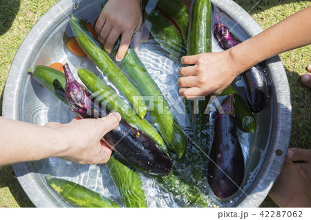 金盥で夏野菜を冷やす親子手元　夏イメージ 42287062