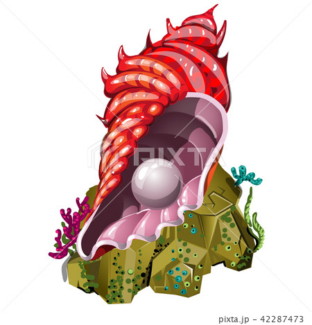 A souvenir in the form of beautiful seashell red color with natural pearl isolated on white 42287473