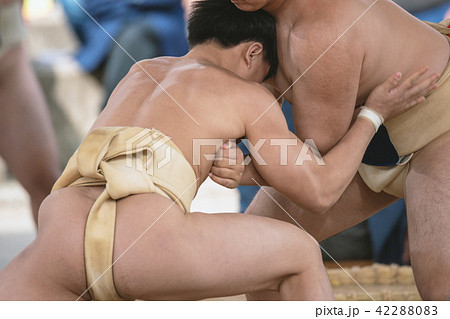 学生相撲 学生相撲 42288083