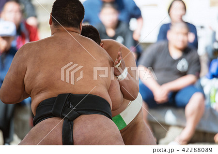 学生相撲 42288089