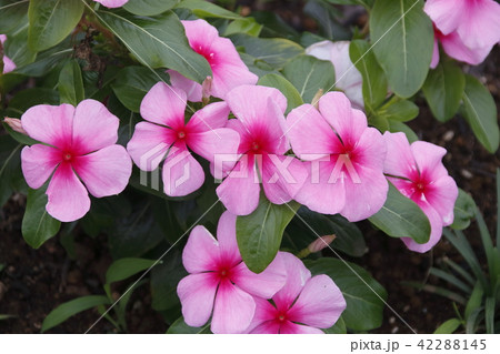 ニチニチソウ（日々草） 42288145