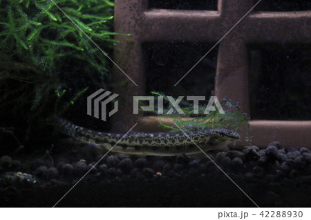 シマドジョウ 42288930