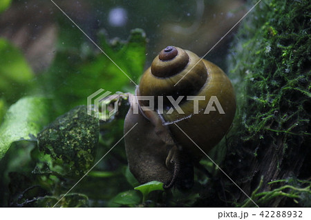 ヒメタニシ 42288932