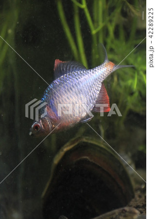 二枚貝に反応するタイリクバラタナゴ雄 二枚貝に反応するタイリクバラタナゴ雄 42289225