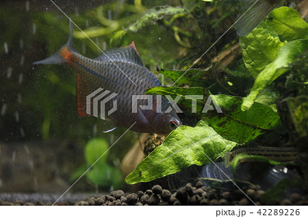 二枚貝に反応するタイリクバラタナゴ雄 42289226