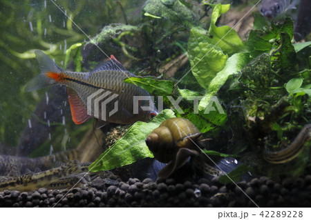 二枚貝に反応するタイリクバラタナゴ雄 42289228