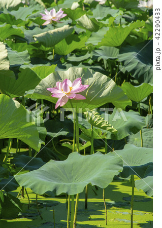 グァンゴクジ 始興市 韓国 42290433