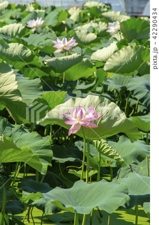 グァンゴクジ 始興市 京畿道 42290434