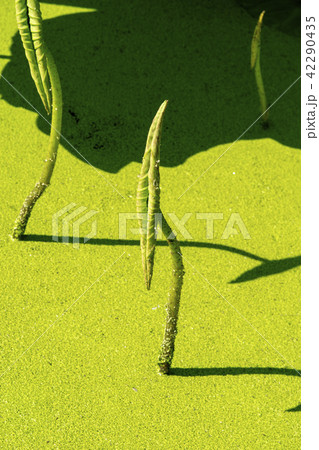 グァンゴクジ 始興市 韓国 42290435