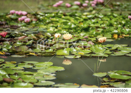 始興市 芽 グァンゴクジ 42290806
