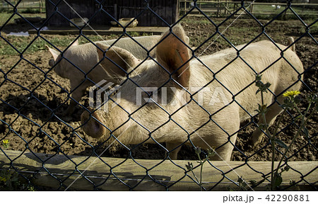 Farm pig Farm pig 42290881