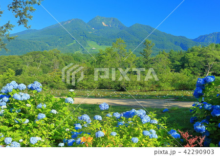紫陽花と妙高山 42290903