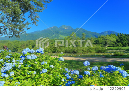 紫陽花と妙高山 42290905