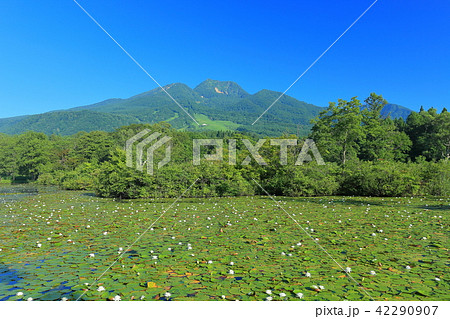 いもり池と妙高山 42290907