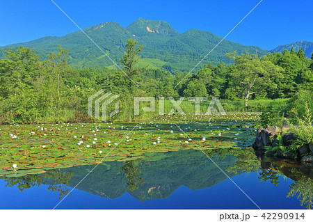 いもり池と妙高山 いもり池と妙高山 42290914